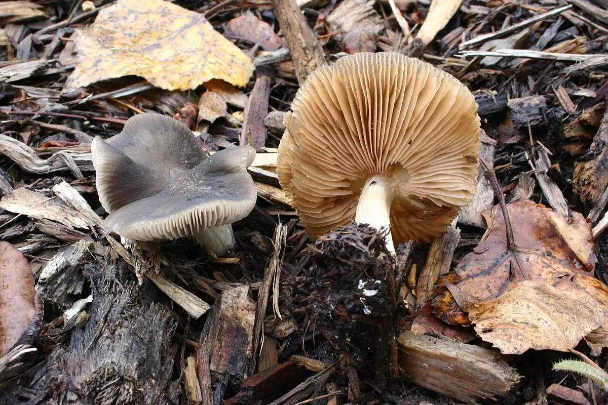 Drobnołuszczak szarobrązowy (Pluteus cinereofuscus)