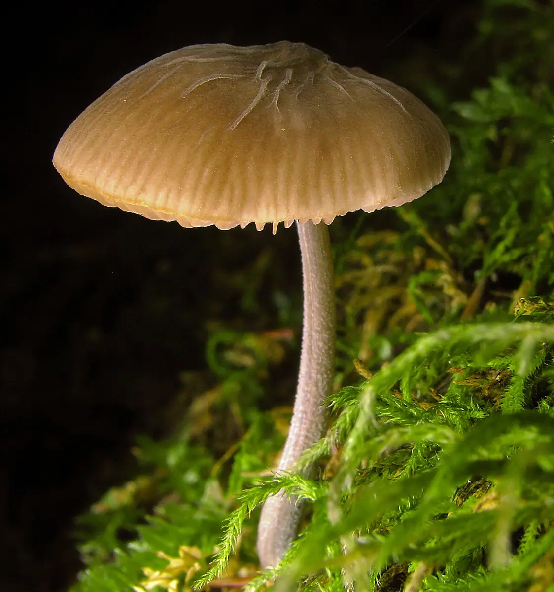 Drobnołuszczak szarostopowy (Pluteus thomsonii) — zdjęcie 1 z 4