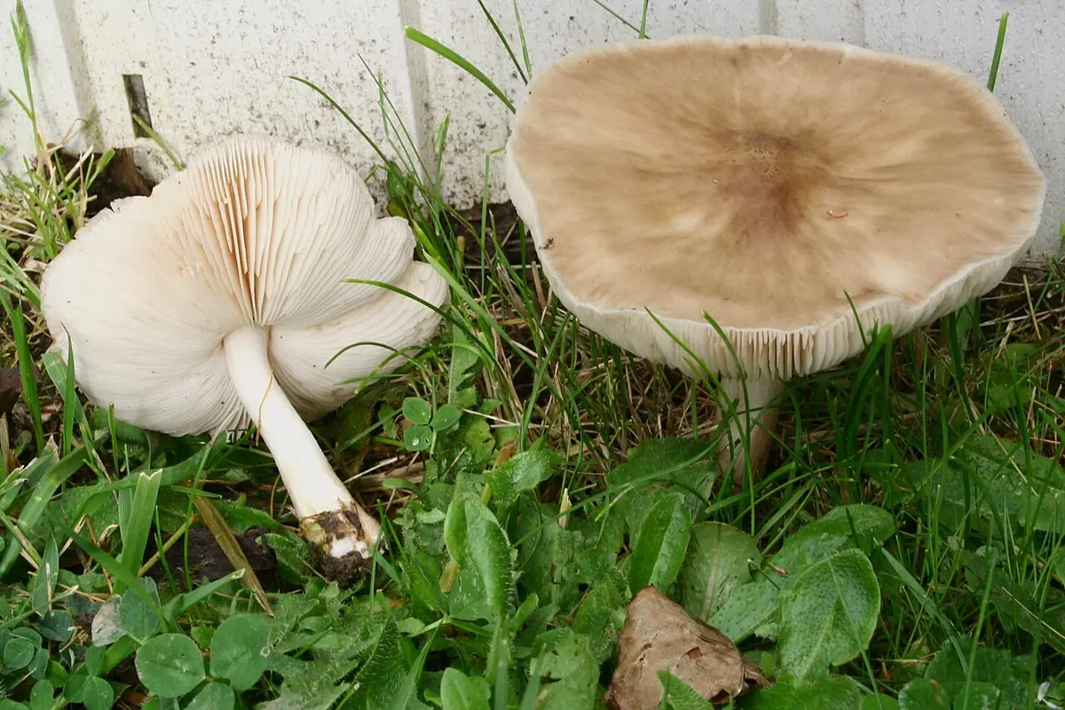 Drobnołuszczak trocinowy (Pluteus petasatus) — zdjęcie 1 z 4