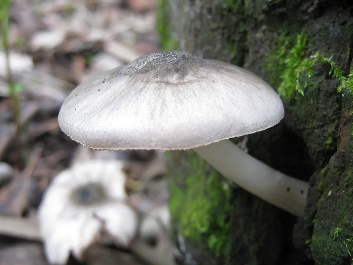 Drobnołuszczak zielonawoszary (Pluteus salicinus)