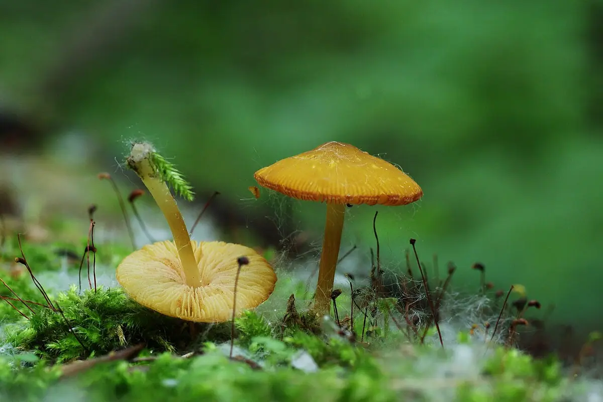 Drobnołuszczak żółtooliwkowy (Pluteus chrysophaeus) — zdjęcie 1 z 4