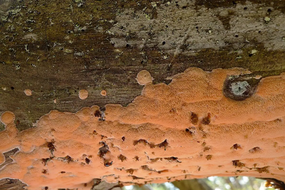 Drobnoporek ceglastoczerwony (Postia placenta) — zdjęcie 1 z 4