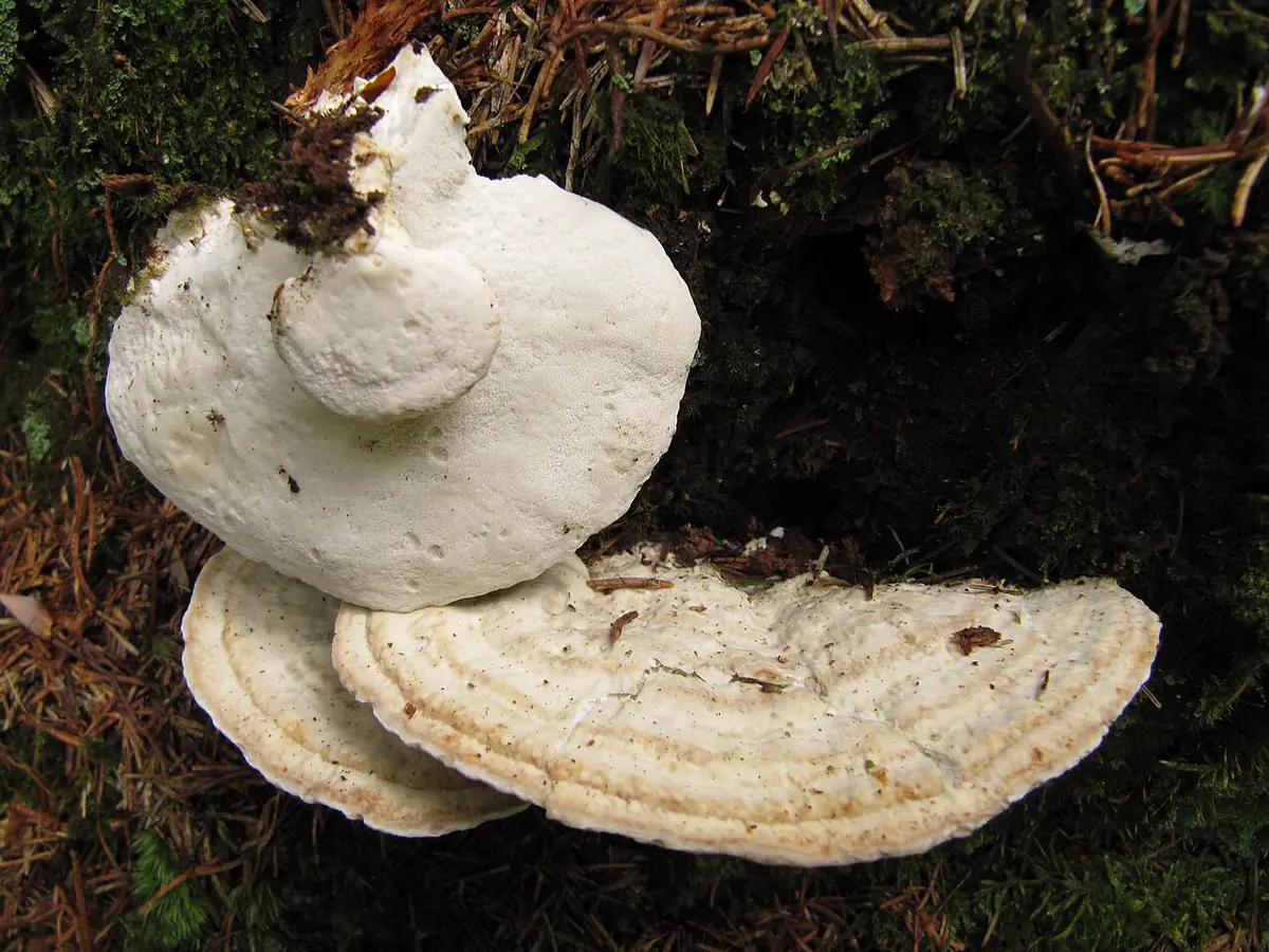 Drobnoporek łzawiący (Postia guttulata) — zdjęcie 1 z 4