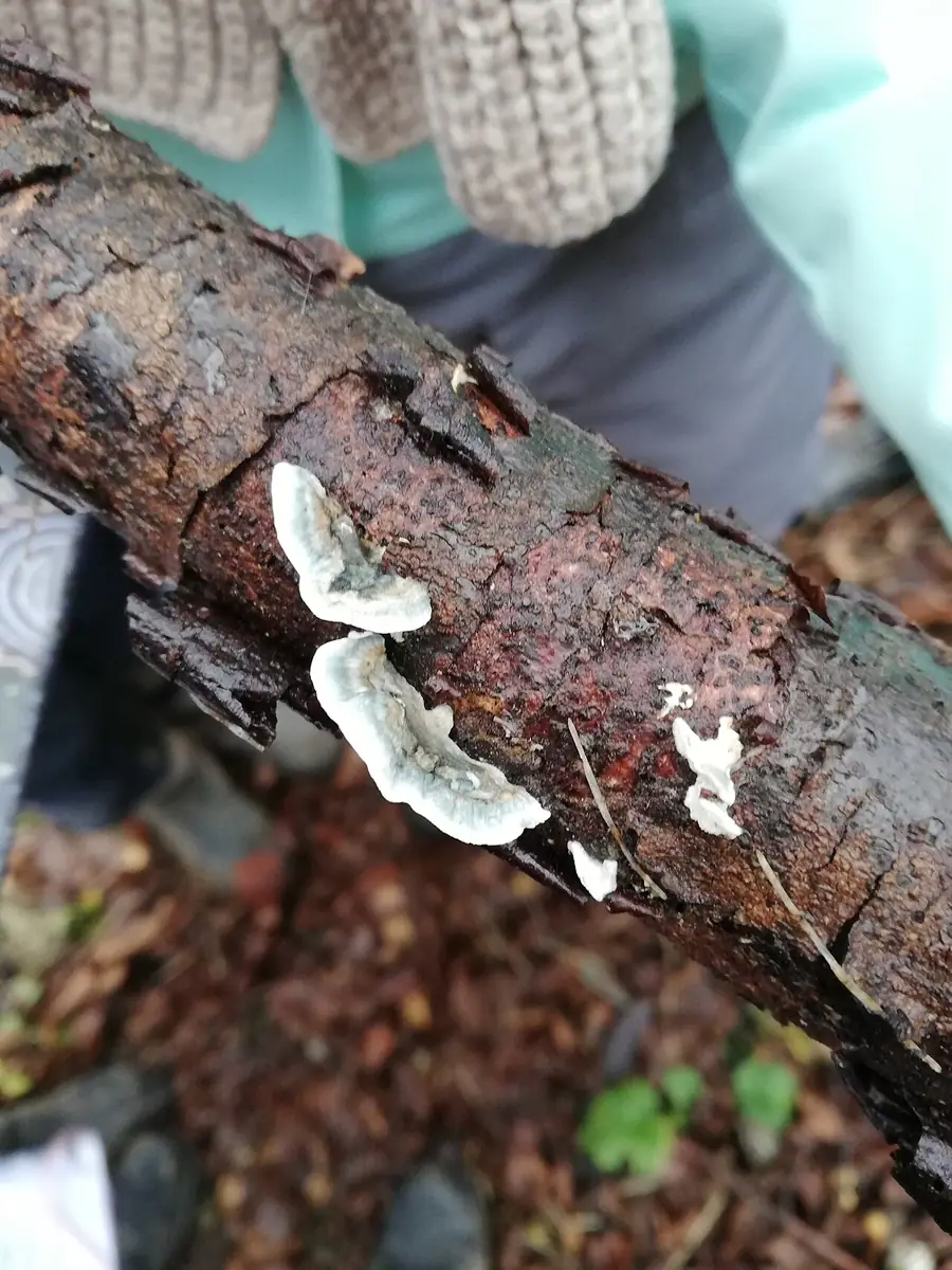 Drobnoporek modrobiały (Oligoporus alni) — zdjęcie 1 z 4