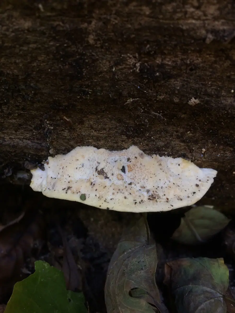 Drobnoporek nieforemny (Postia balsamea) — zdjęcie 1 z 2