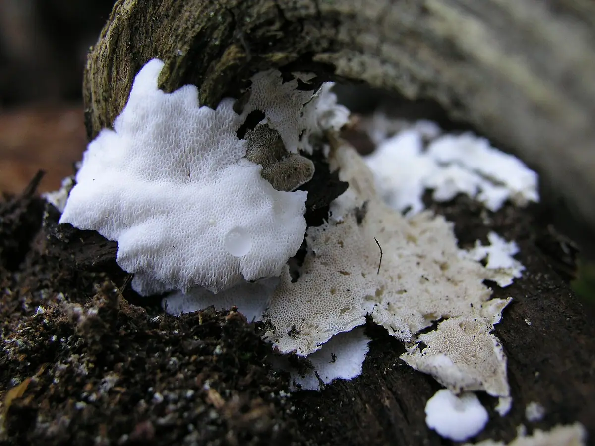 Drobnoporek watowaty (Postia sericeomollis) — zdjęcie 1 z 2