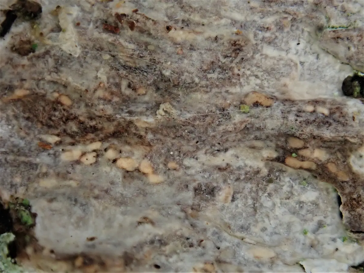 Drzewostrzępka porostowata (Dendrothele commixta) — zdjęcie 1 z 2