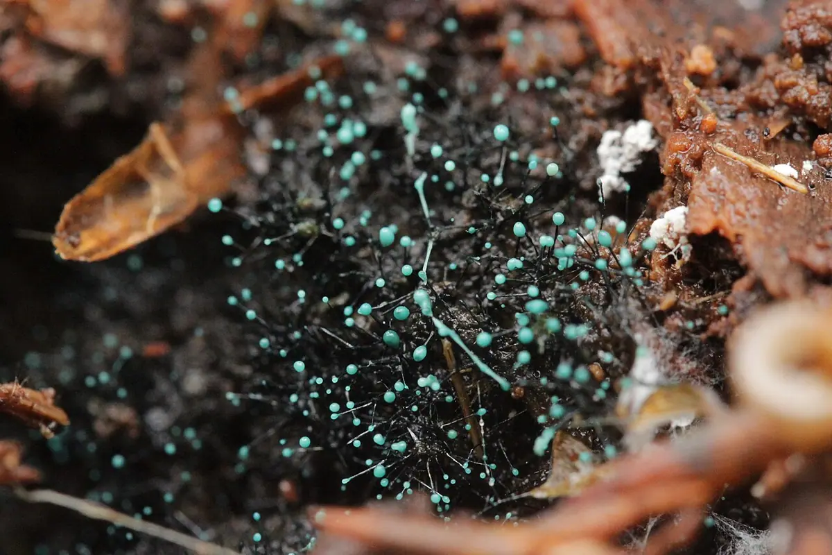 Drzewosztywka szmaragdowa (Dendrostilbella smaragdina) — zdjęcie 1 z 4