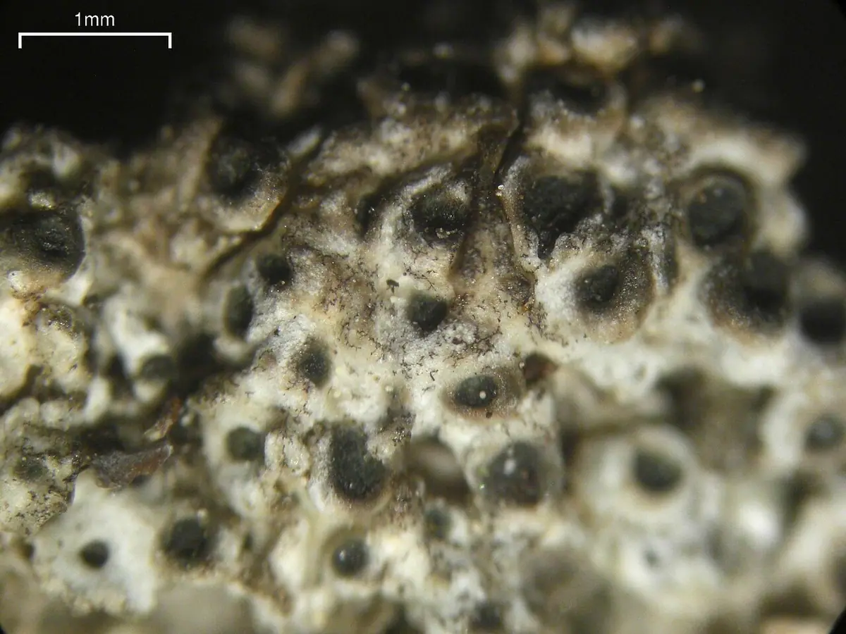 Dwubrzeżek brodawkowaty (Megaspora verrucosa) — zdjęcie 1 z 4