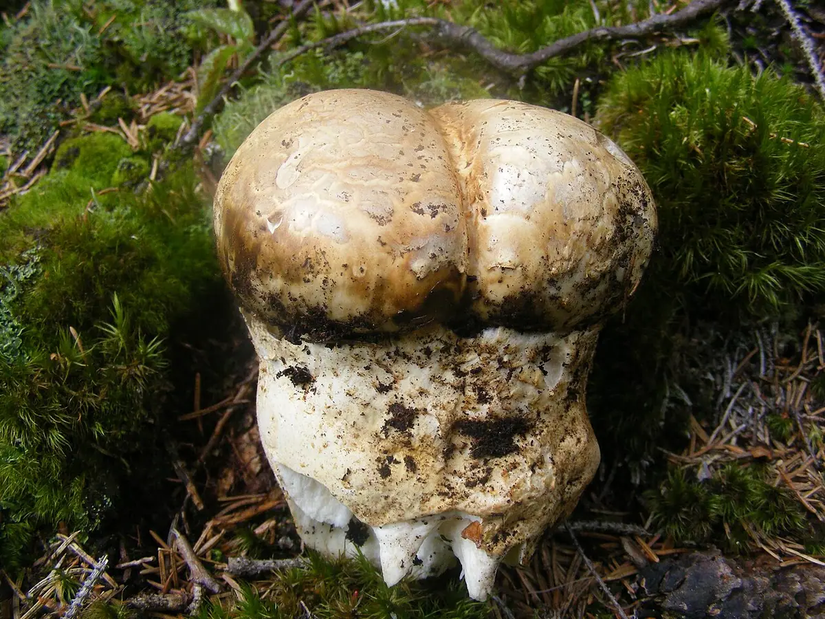 Dwupierścieniak cesarski (Catathelasma imperiale) — zdjęcie 1 z 4