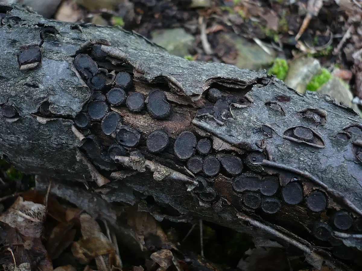 Dwupokrewniak obrzeżony (Biscogniauxia marginata) — zdjęcie 1 z 4