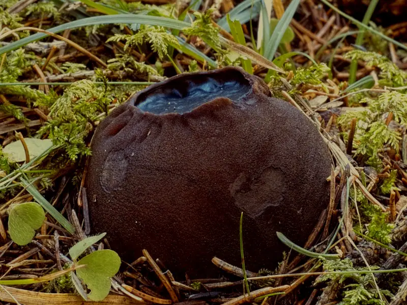 Dzbankówka kulista (Sarcosoma globosum) — zdjęcie 1 z 4