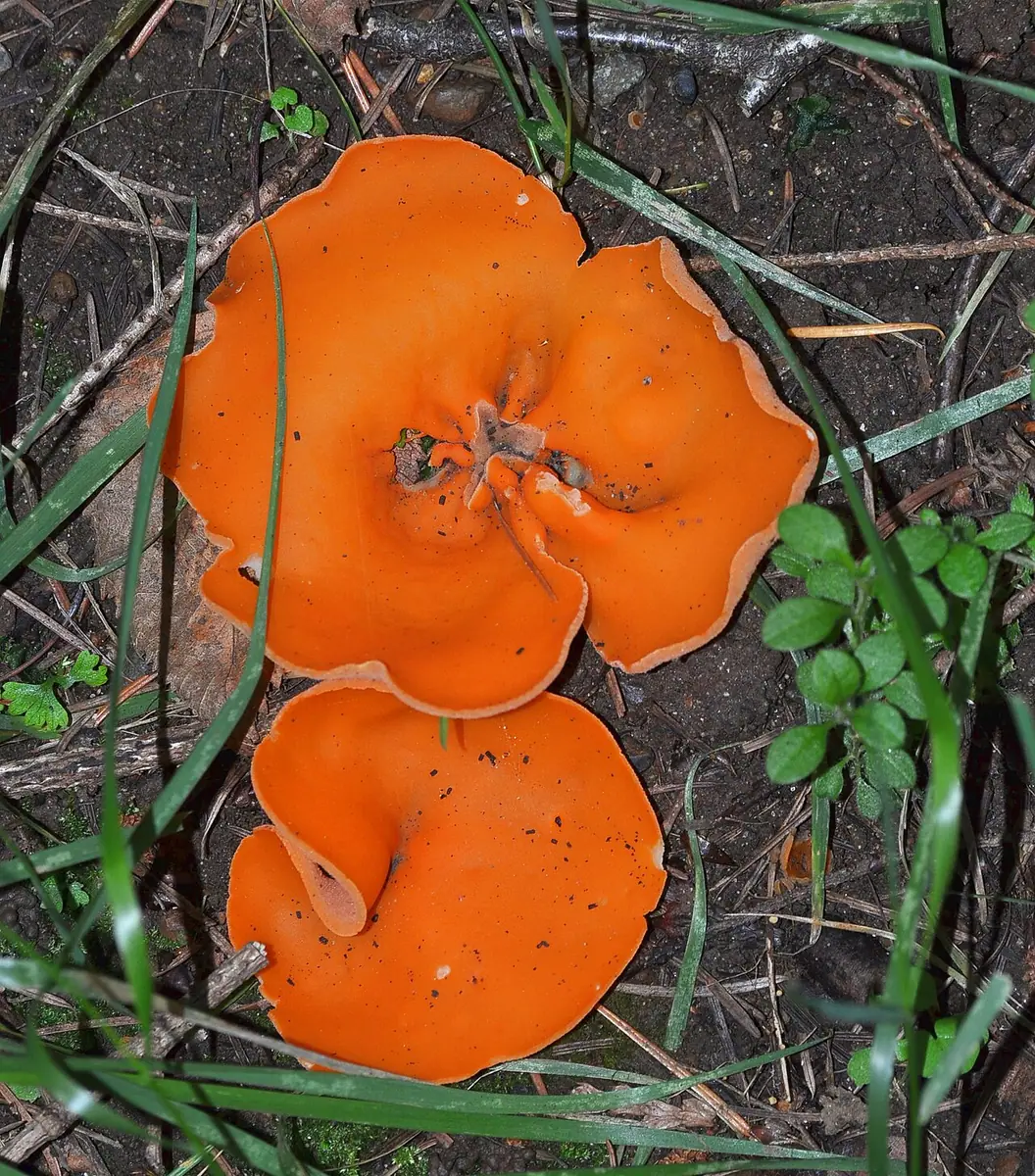 Dzieżka pomarańczowa (Aleuria aurantia) — zdjęcie 1 z 4
