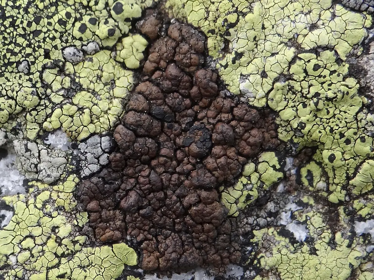 Dziwlik miedziany (Miriquidica garovaglii)