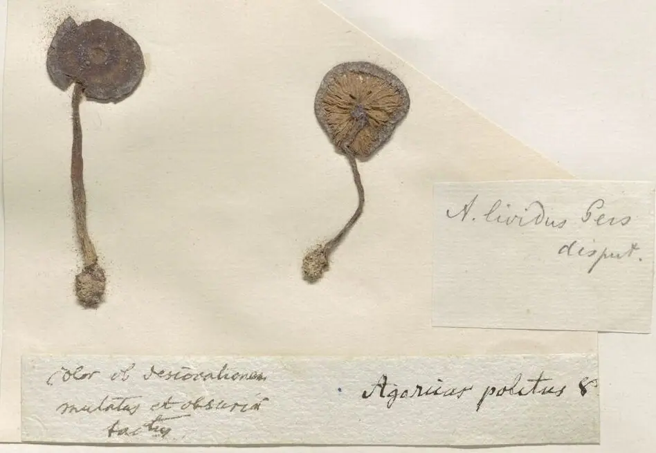 Dzwonkówka błotna (Entoloma politum) — zdjęcie 1 z 2