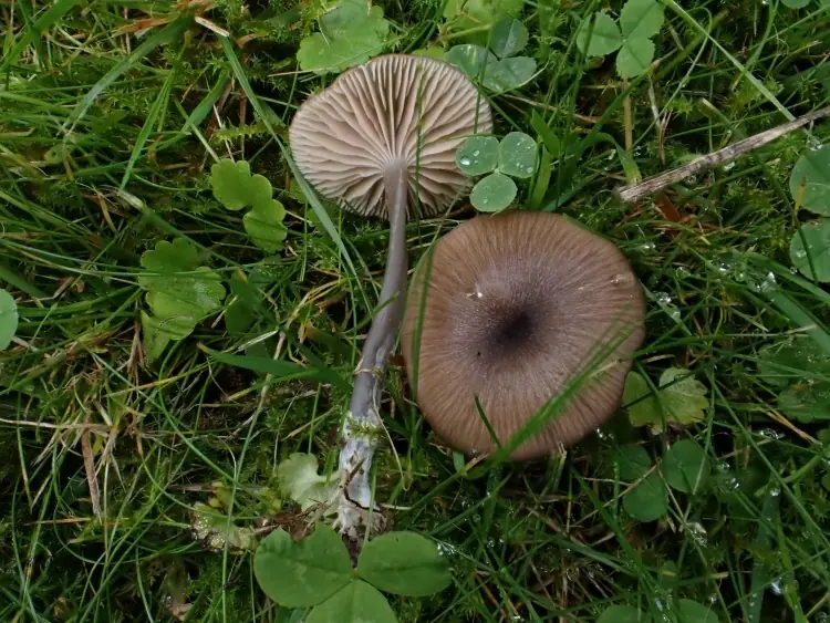 Dzwonkówka błyszcząca (Entoloma lividocyanulum)