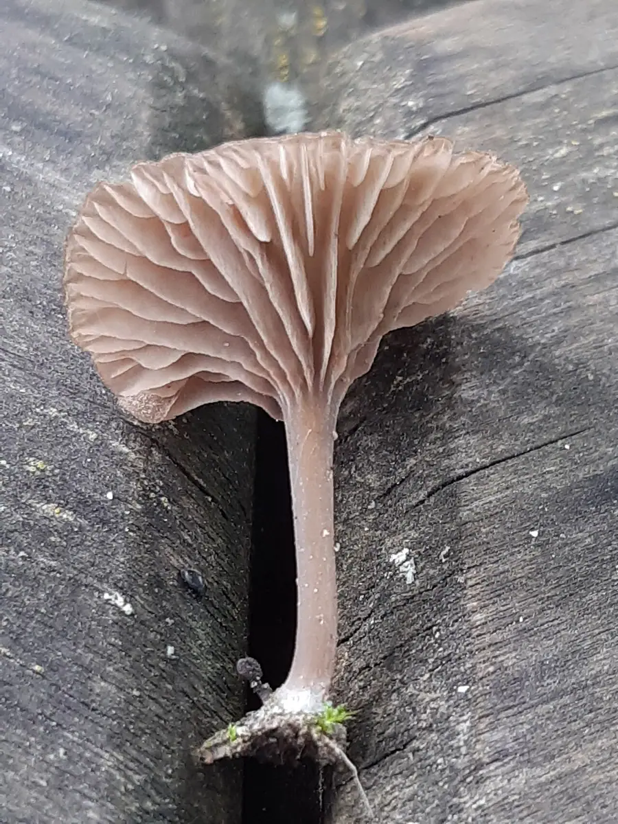 Dzwonkówka brązowoblaszkowa (Entoloma rusticoides) — zdjęcie 1 z 2