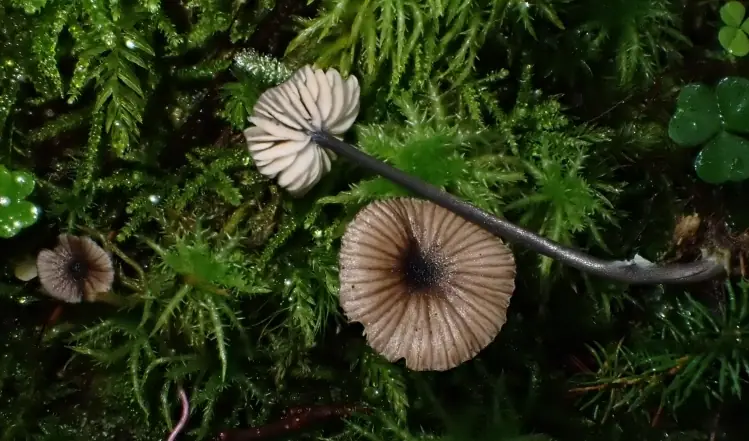 Dzwonkówka ciemnoniebieska (Entoloma cyanulum) — zdjęcie 1 z 3