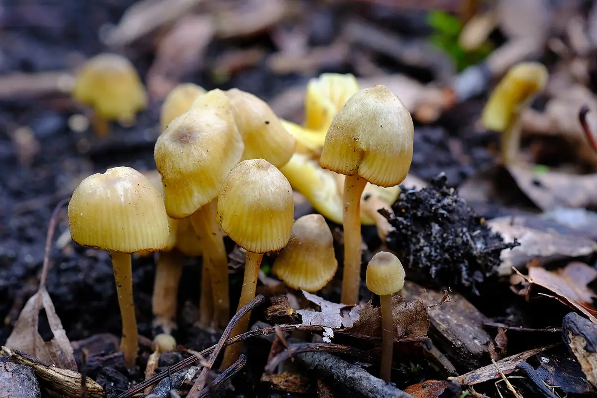 Dzwonkówka cytrynowa (Entoloma pleopodium) — zdjęcie 1 z 4
