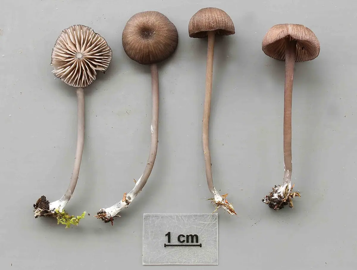 Dzwonkówka czarnoostrzowa (Entoloma linkii)