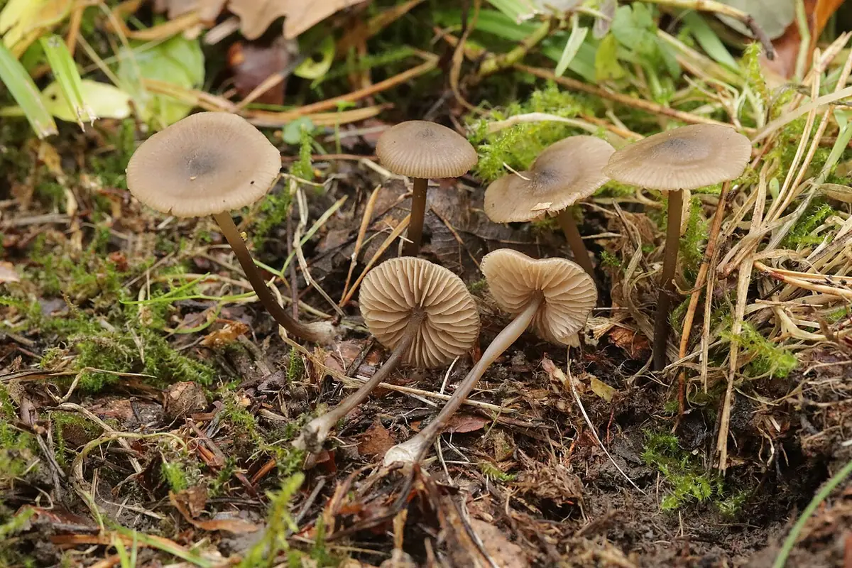 Dzwonkówka drobniutka (Entoloma minutum) — zdjęcie 1 z 4