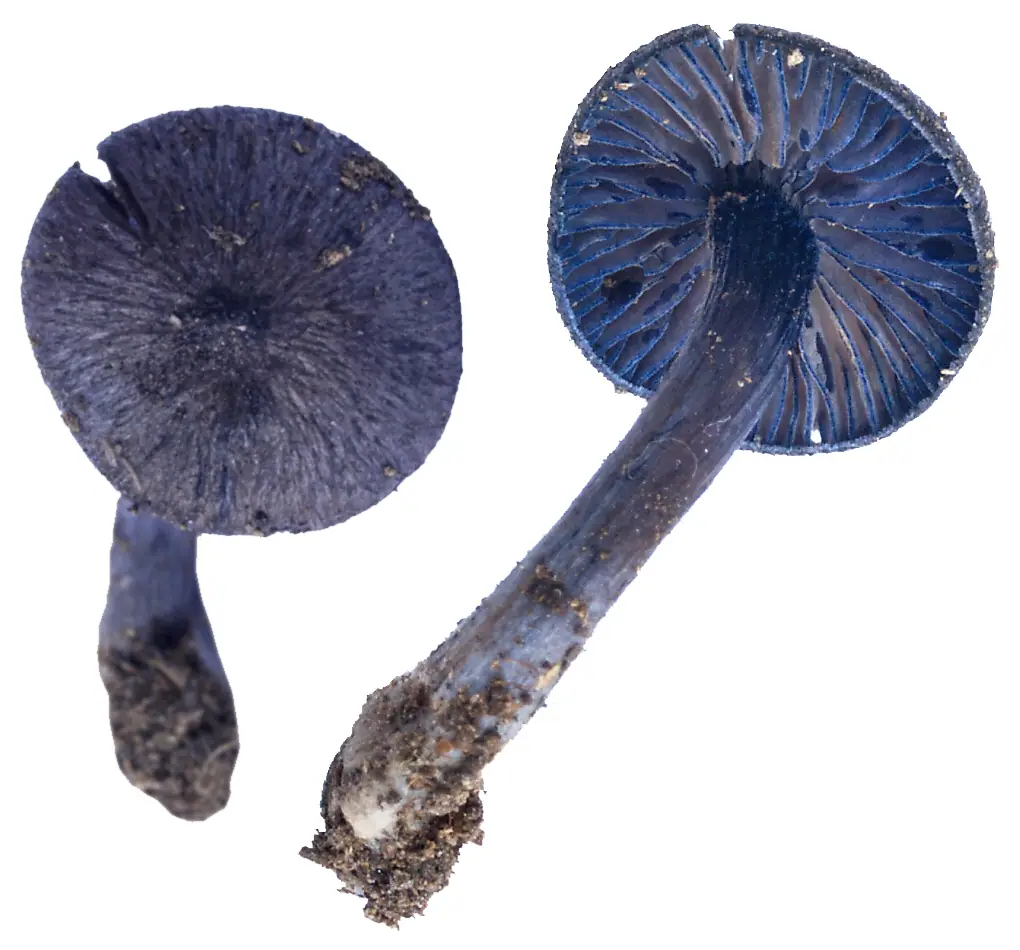 Dzwonkówka fioletowawa (Entoloma euchroum) — zdjęcie 1 z 3