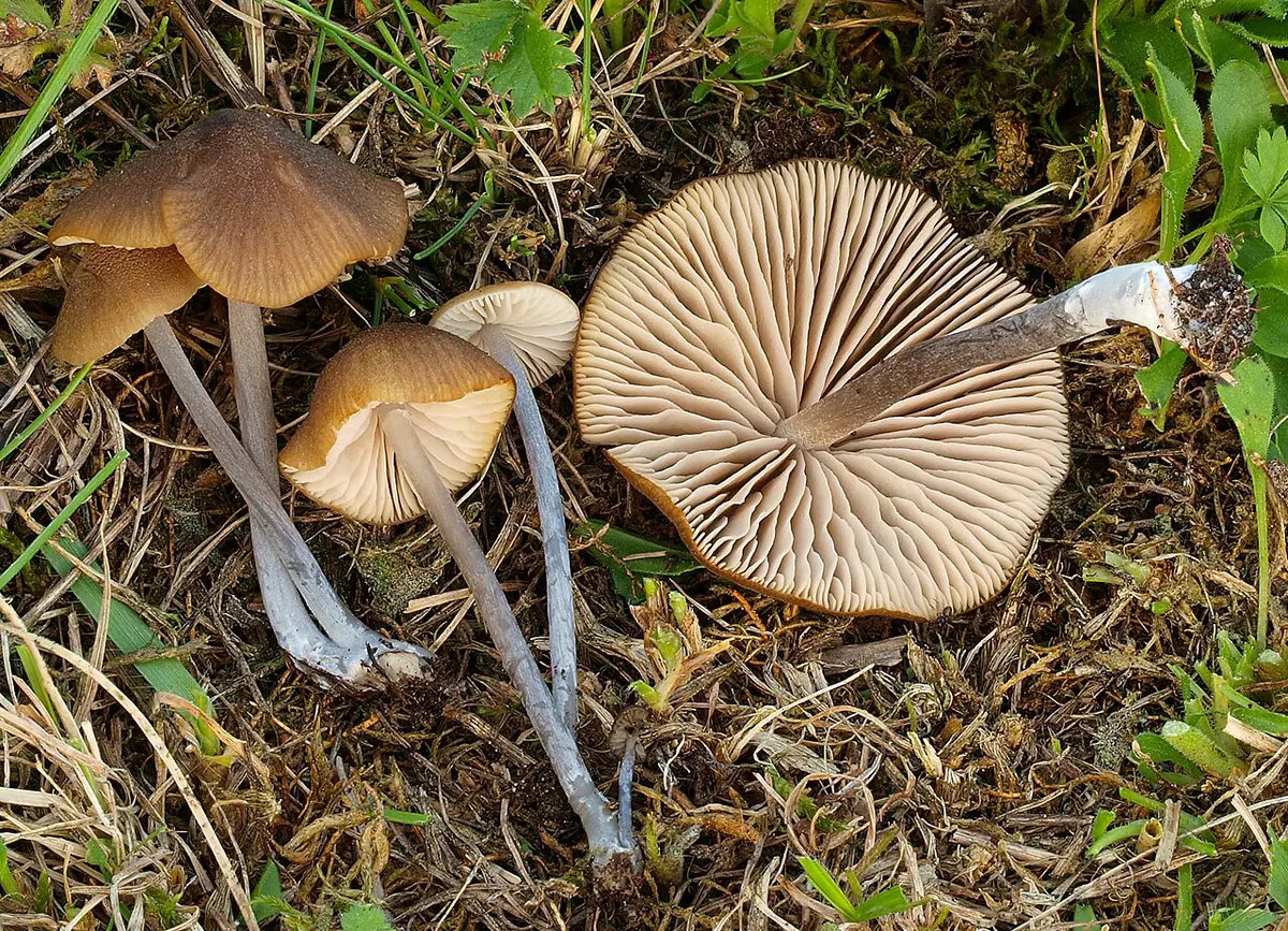 Dzwonkówka gromadna (Entoloma sodale) — zdjęcie 1 z 2