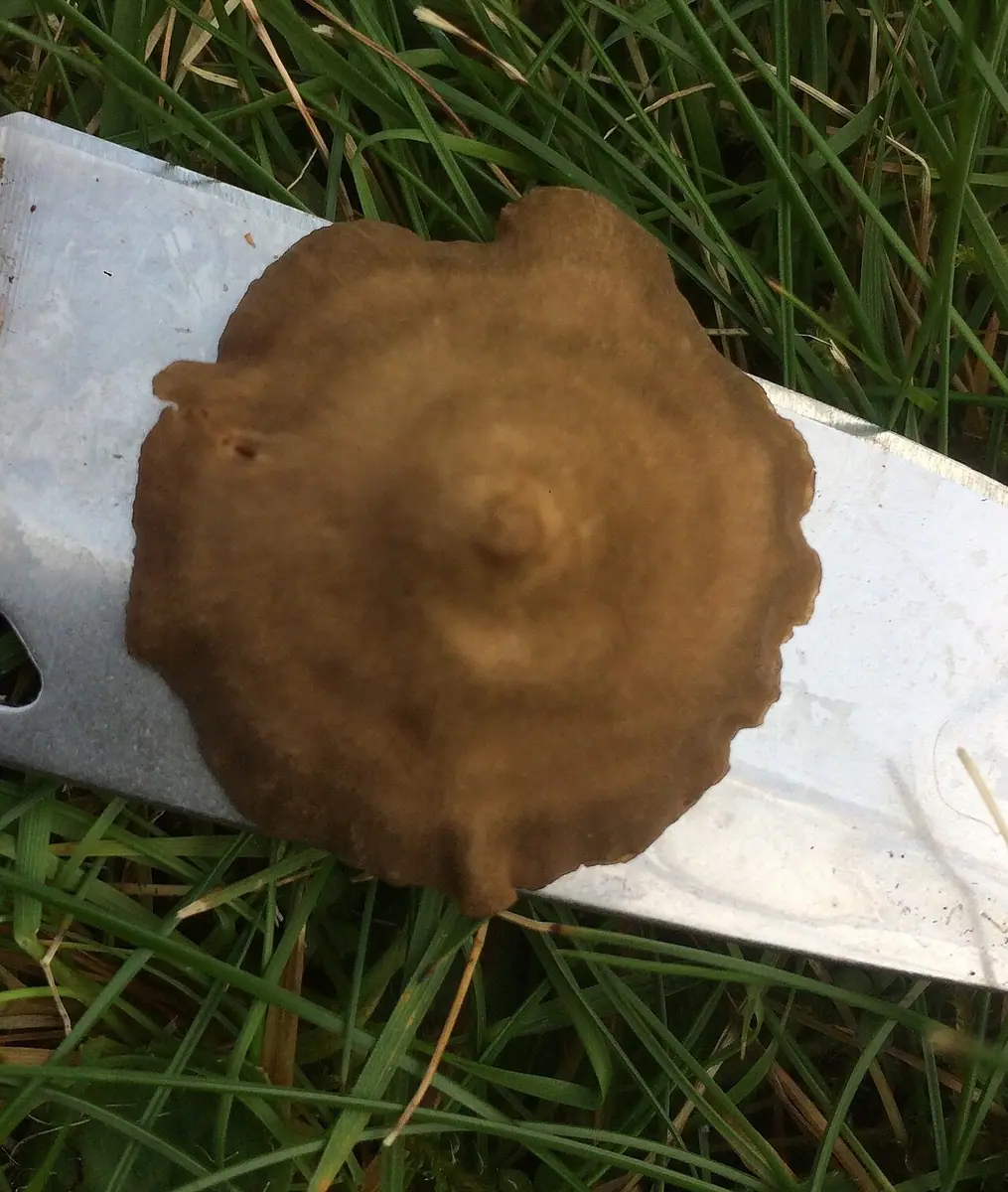 Dzwonkówka infułowata (Entoloma infula) — zdjęcie 1 z 4