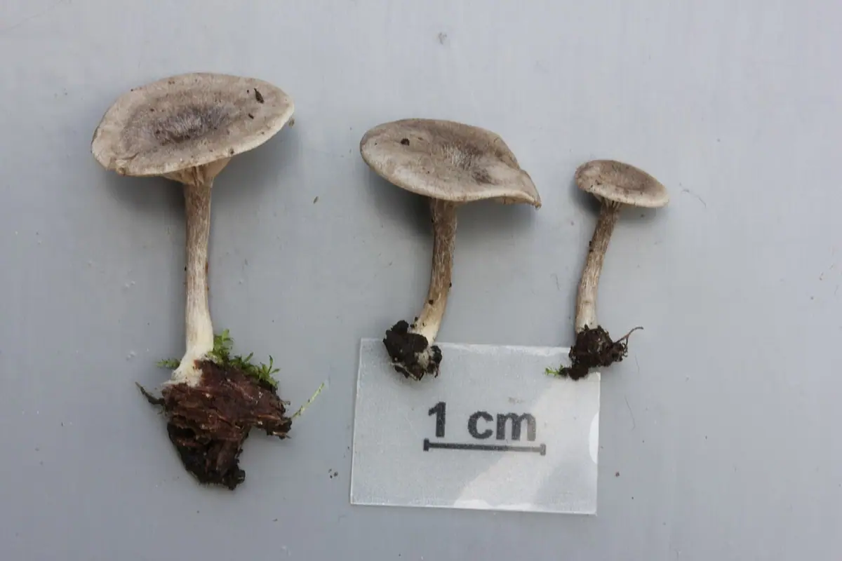 Dzwonkówka jasnoszara (Entoloma lanicum)