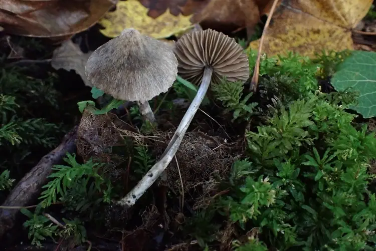Dzwonkówka kosmata (Entoloma strigosissimum) — zdjęcie 1 z 2