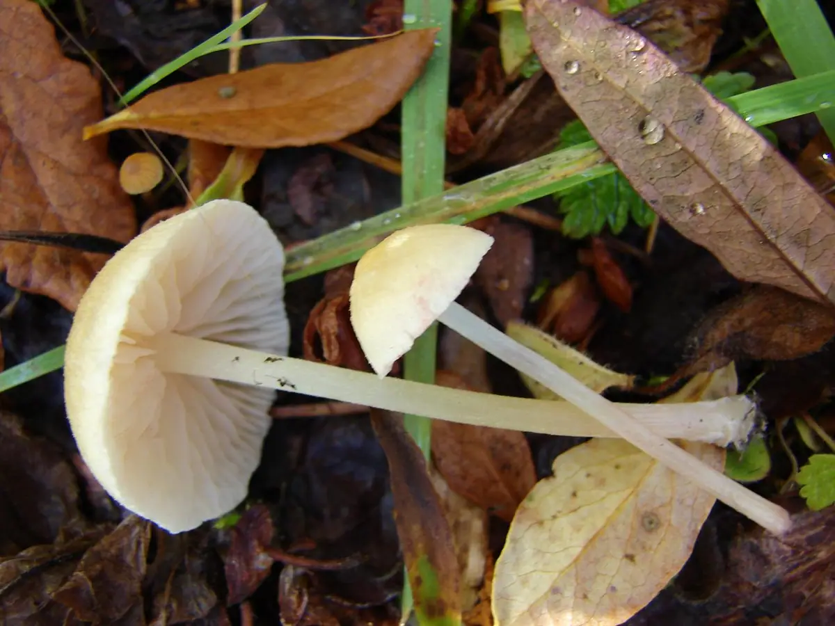 Dzwonkówka kosmkowata (Entoloma sericellum) — zdjęcie 1 z 4