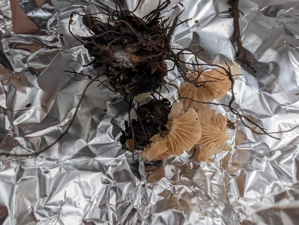 Dzwonkówka krótkotrzonowa (Entoloma depluens) — zdjęcie 1 z 2