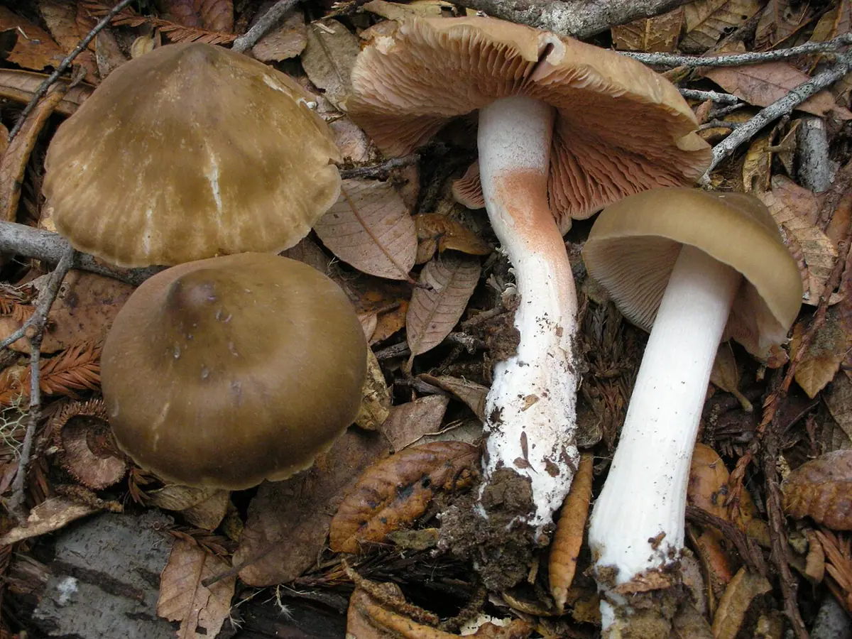 Dzwonkówka kwietniowa (Entoloma aprile) — zdjęcie 1 z 3