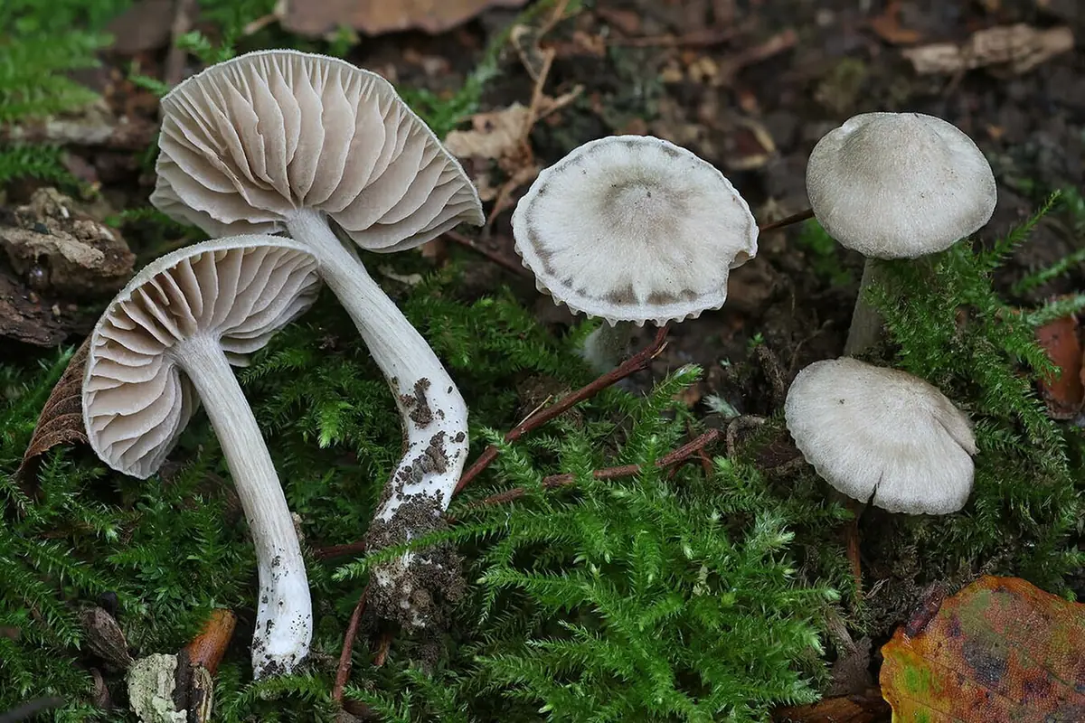 Dzwonkówka łąkowa (Entoloma ameides) — zdjęcie 1 z 4