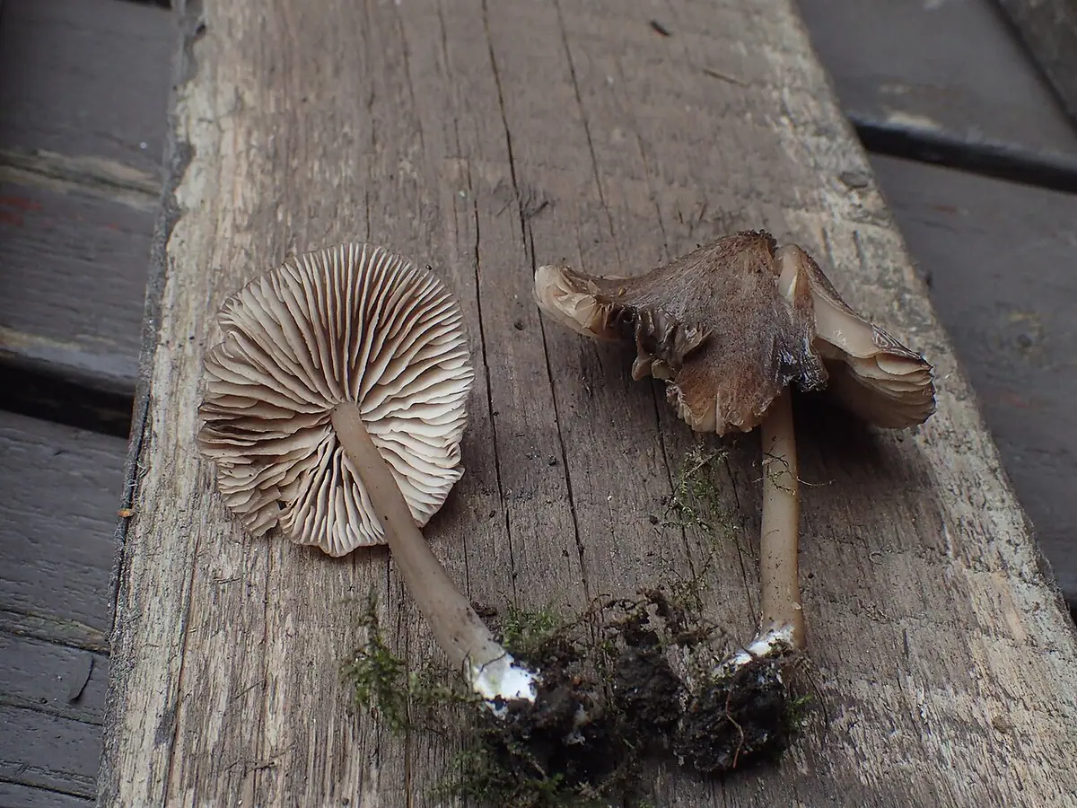 Dzwonkówka łuseczkowata (Entoloma scabrosum)