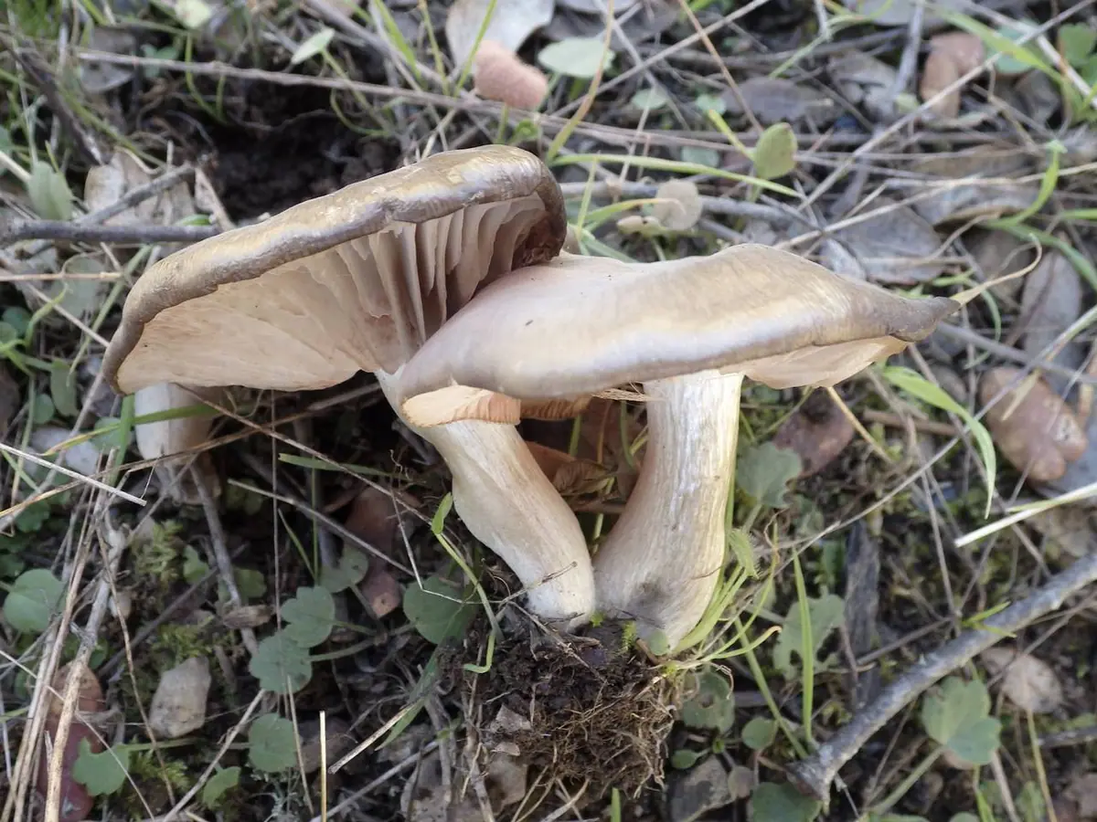 Dzwonkówka mączna (Entoloma prunuloides) — zdjęcie 1 z 3