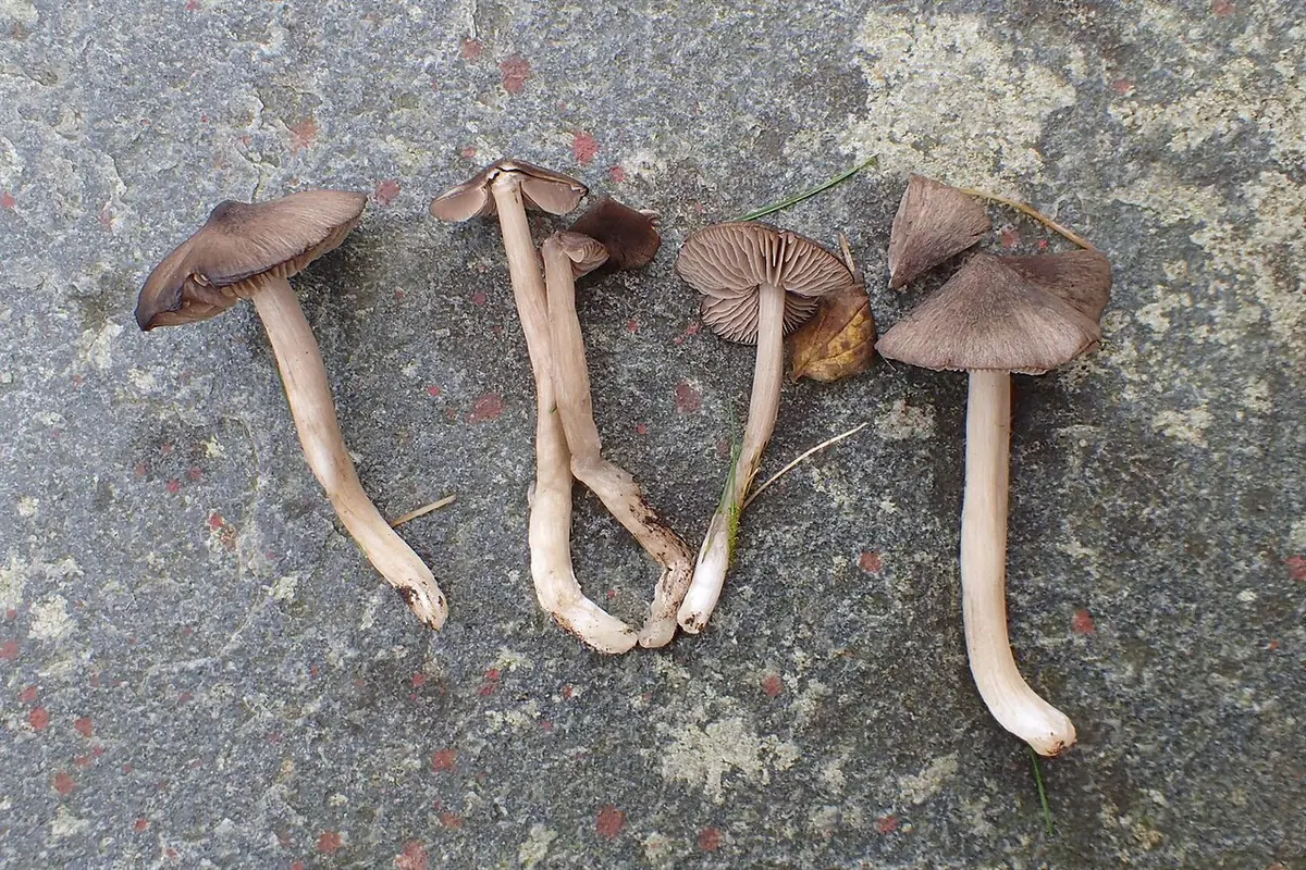 Dzwonkówka metaliczna (Entoloma plebejum)