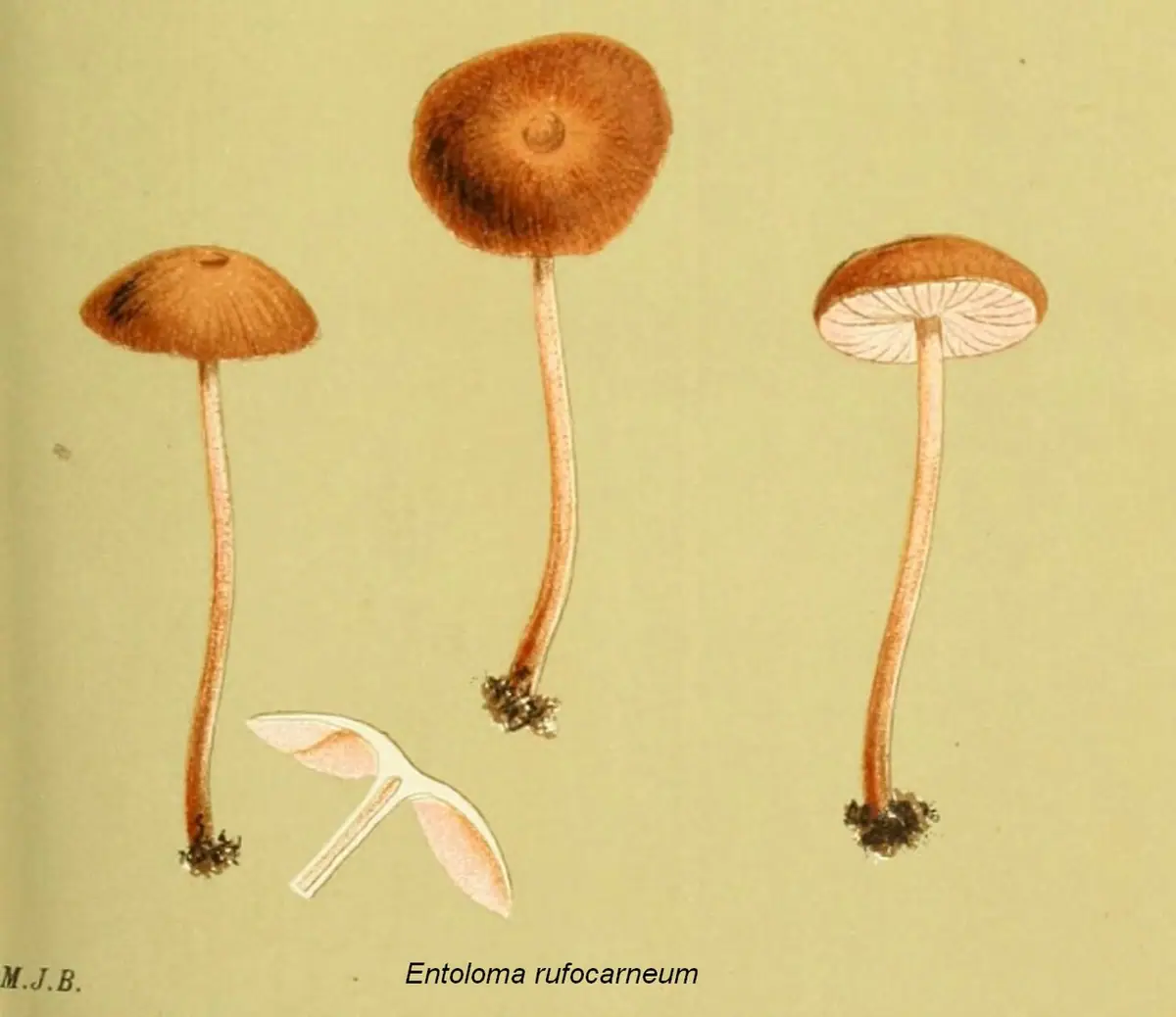 Dzwonkówka mięsnoczerwona (Entoloma rufocarneum)