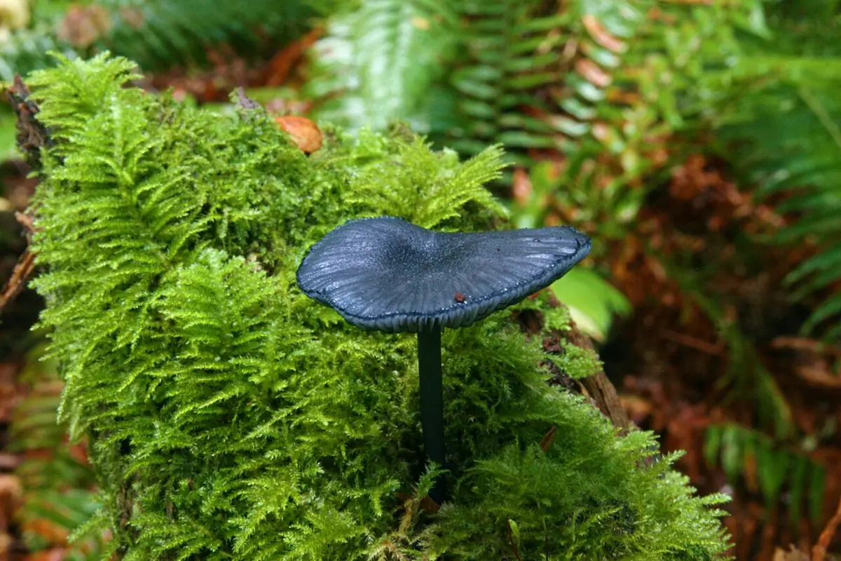 Dzwonkówka niebieskawa (Entoloma nitidum) — zdjęcie 1 z 4