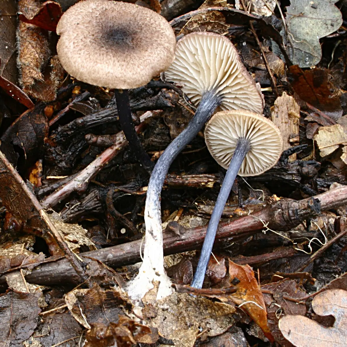Dzwonkówka niebieskofioletowa (Entoloma placidum) — zdjęcie 1 z 2