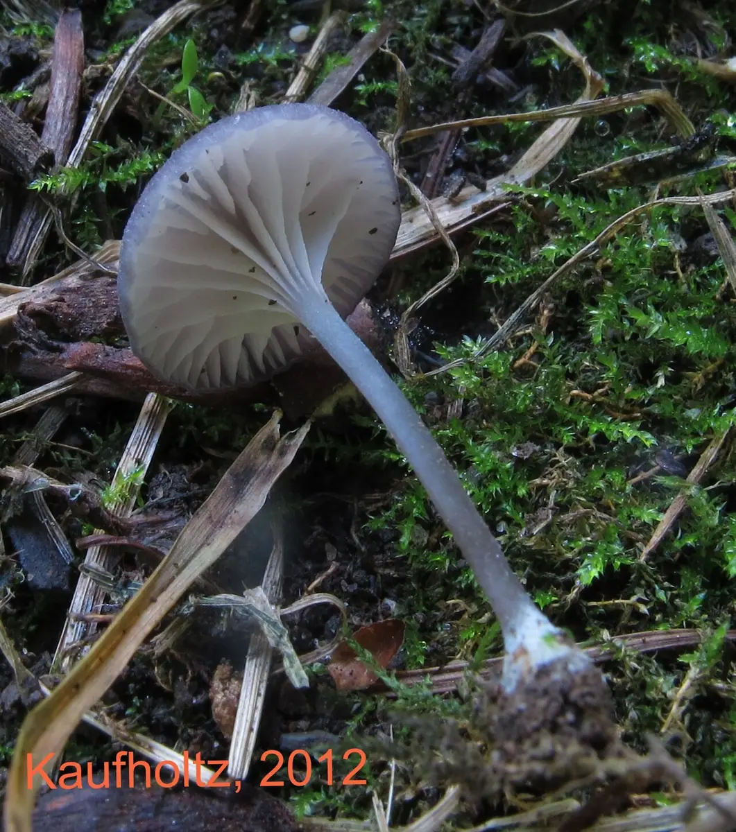 Dzwonkówka niebieskostopa (Entoloma incarnatofuscescens)
