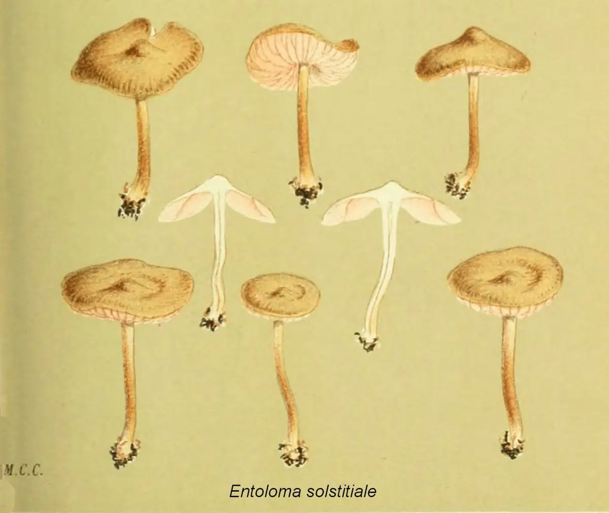 Dzwonkówka niewielka (Entoloma solstitiale)