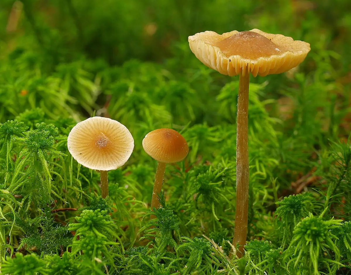 Dzwonkówka ochrowa (Entoloma cetratum) — zdjęcie 1 z 4