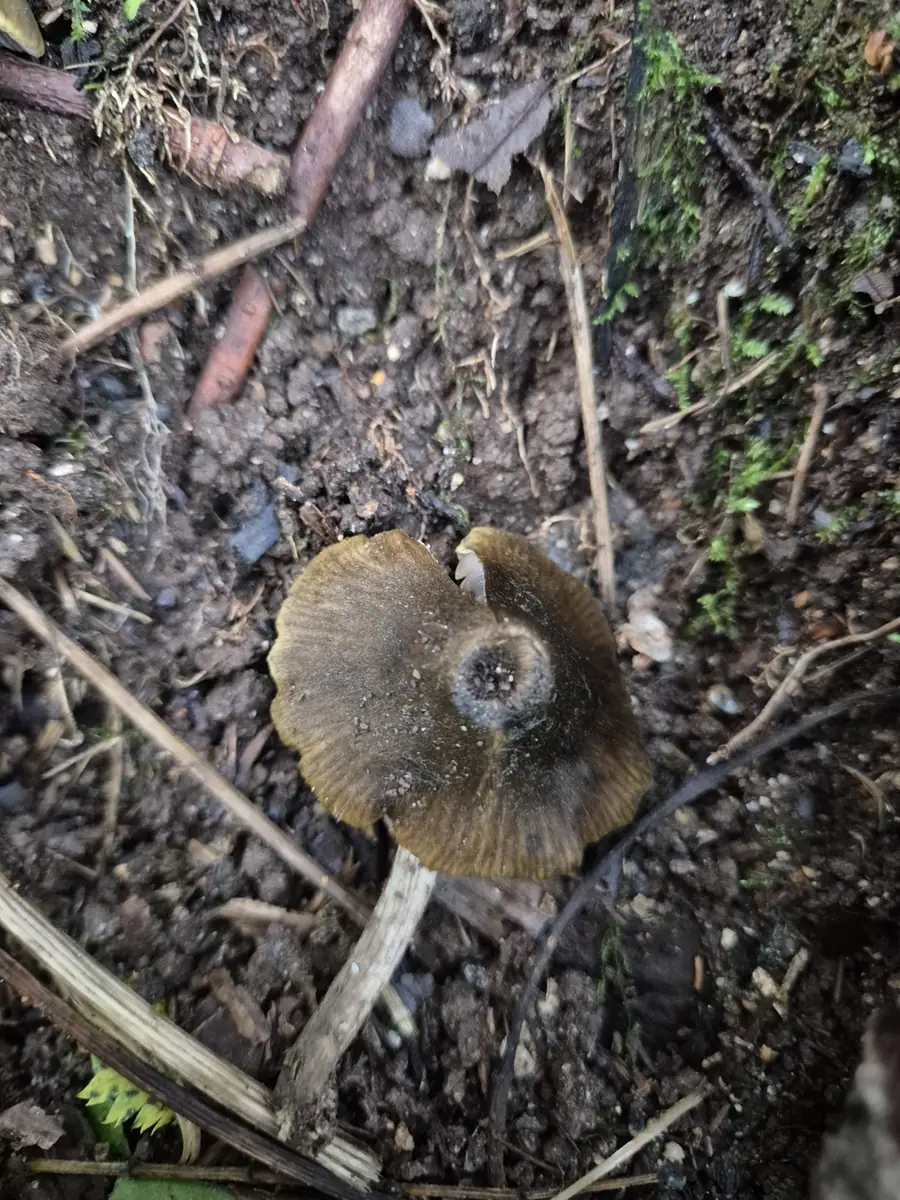 Dzwonkówka oliwkowozielona (Entoloma versatile) — zdjęcie 1 z 4