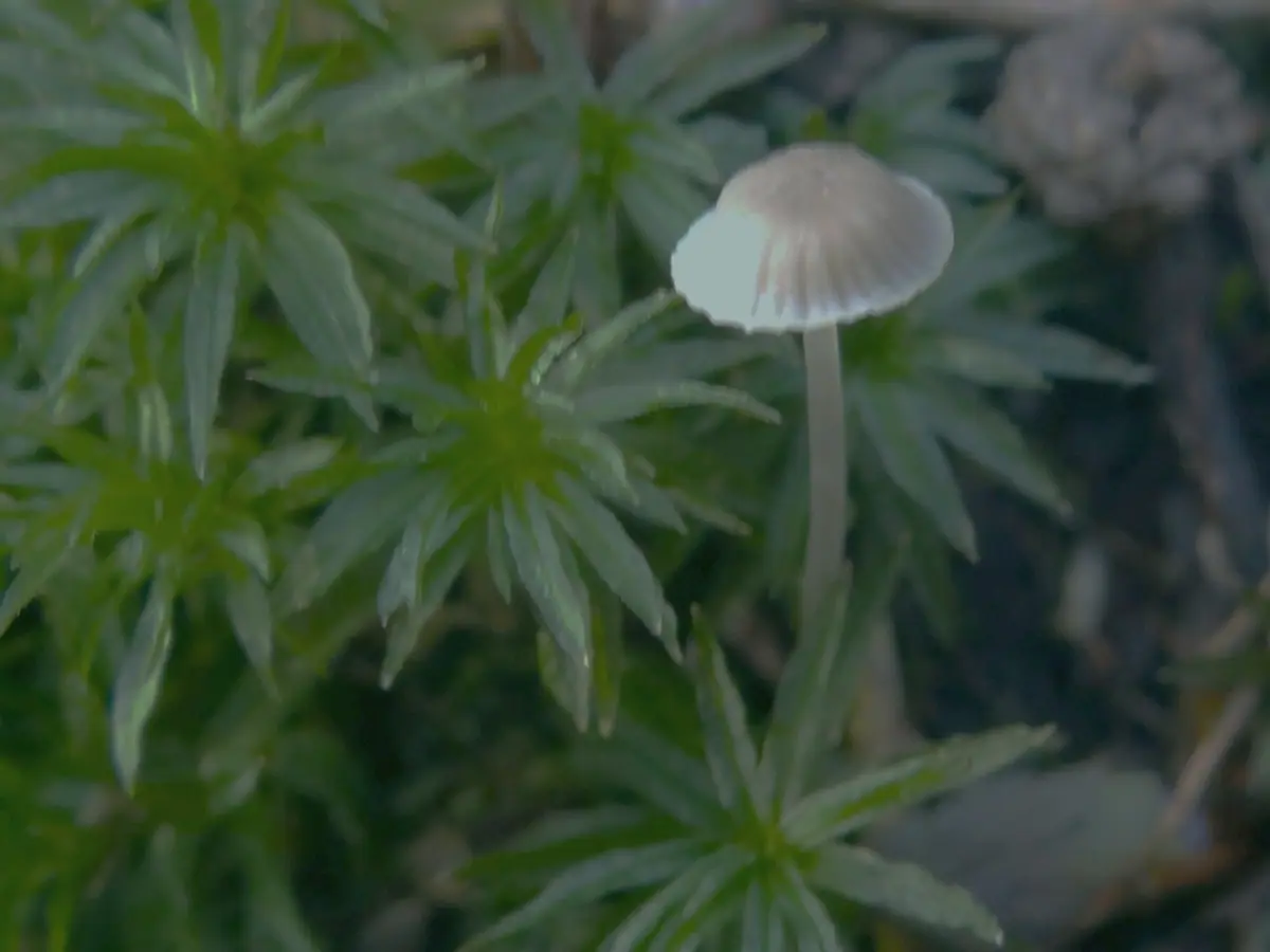 Dzwonkówka olszowa (Entoloma rhodocylix) — zdjęcie 1 z 4