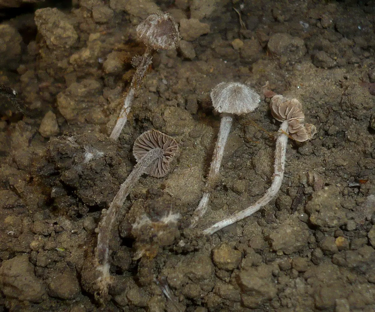 Dzwonkówka owłosiona (Entoloma dysthaloides) — zdjęcie 1 z 3