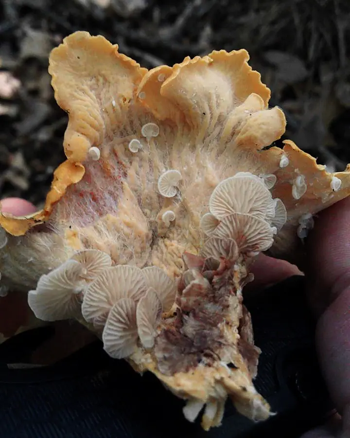 Dzwonkówka pasożytnicza (Entoloma parasiticum) — zdjęcie 1 z 2