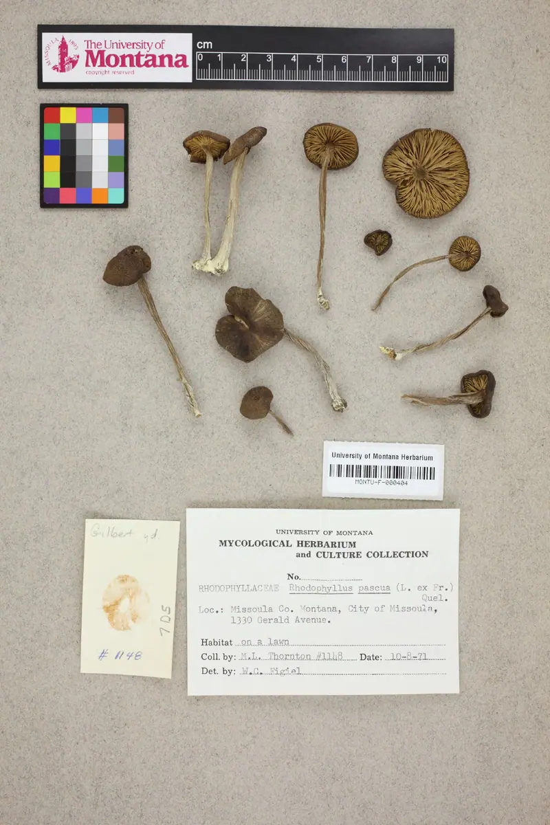 Dzwonkówka pastwiskowa (Entoloma pascuum)
