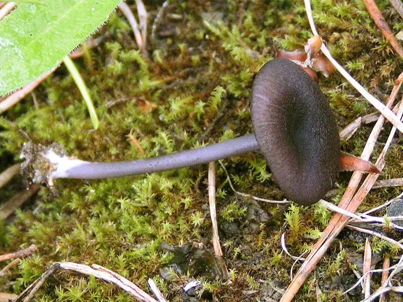 Dzwonkówka popielatofioletowa (Entoloma mougeotii) — zdjęcie 1 z 4