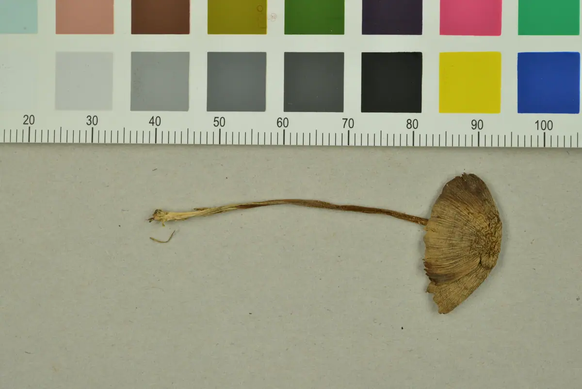 Dzwonkówka rdzawobrązowa (Entoloma sericeonitens)